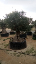 olea europea- olivenbaum alt gross_5